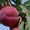 Саженцы плодовых растений, Яблони, Груши, Абрикоса итд. Подвои. (VF) - Изображение #5, Объявление #410506