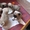  продаються щенки мопса - Изображение #2, Объявление #45572