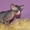 Канадские сфинксы. Котята. ДОСТАВКА - Изображение #1, Объявление #183220