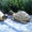 Скульптуры ручной работы уток, черепах из бетона - Изображение #3, Объявление #226623