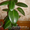 Комнатное растение Фикус (Ficus) #519599