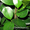 Комнатное растение Фикус (Ficus) - Изображение #2, Объявление #519599
