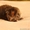 Элитные чистокровные котята  мейн-кун из питомника  - Изображение #2, Объявление #520877