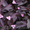 Сеткреазия  пурпурная 
