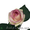Саженцы роз, финиковых пальм и т.д. - Изображение #1, Объявление #611341