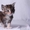 Клубные котята мейн-кун из питомника - Изображение #2, Объявление #676288