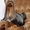 щенок йоркширского терьера, мальчик - Изображение #2, Объявление #767903