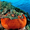 Большой Барьерный риф - величайшее чудо Австралии!  - Изображение #4, Объявление #903693