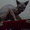 Вязка!!! Шикарный сфинкс ждет кошечек на вязку - Изображение #3, Объявление #975776