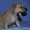 Великолепные щенки амстафф терьера - Изображение #5, Объявление #999246