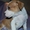Великолепные щенки амстафф терьера - Изображение #6, Объявление #999246