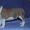 Великолепные щенки амстафф терьера - Изображение #7, Объявление #999246
