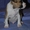 Великолепные щенки амстафф терьера - Изображение #8, Объявление #999246