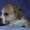 Великолепные щенки амстафф терьера - Изображение #10, Объявление #999246