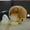 Шикарнейшие мини-щенки карликового померанского шпица SHOW-Classa!!! - Изображение #10, Объявление #1089675