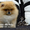 Шикарнейшие мини-щенки карликового померанского шпица SHOW-Classa!!! - Изображение #2, Объявление #1089675