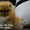 Шикарнейшие мини-щенки карликового померанского шпица SHOW-Classa!!! - Изображение #3, Объявление #1089675