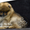 Шикарнейшие мини-щенки карликового померанского шпица SHOW-Classa!!! - Изображение #6, Объявление #1089675