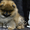 Шикарнейшие мини-щенки карликового померанского шпица SHOW-Classa!!! - Изображение #5, Объявление #1089675