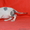 канадский сфинкс-шикарные котята - Изображение #3, Объявление #1092596