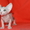 канадский сфинкс-шикарные котята - Изображение #2, Объявление #1092596