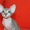 канадский сфинкс-шикарные котята - Изображение #1, Объявление #1092596