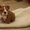 продам английский бульдог щенок - Изображение #1, Объявление #1060468