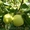 Саженцы фруктовых и хвойных деревьев - Изображение #3, Объявление #1236103