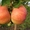 Саженцы фруктовых и хвойных деревьев - Изображение #1, Объявление #1236103