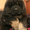 продам щенков тибетского мастифа - Изображение #3, Объявление #1230842