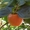 Саженцы фруктовых и хвойных деревьев - Изображение #8, Объявление #1236103