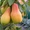Саженцы фруктовых и хвойных деревьев - Изображение #5, Объявление #1236103