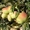 Саженцы фруктовых и хвойных деревьев - Изображение #7, Объявление #1236103