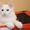 котята мейн куна - Изображение #1, Объявление #1250193