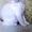 котята мейн куна - Изображение #2, Объявление #1250193