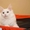 котята мейн куна - Изображение #3, Объявление #1250193