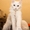 котята мейн куна - Изображение #4, Объявление #1250193