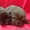 Шикарные щенки лабрадора от ИНТЕРЧЕМПИОНА - Изображение #2, Объявление #1326375