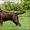 Шикарные щенки лабрадора от ИНТЕРЧЕМПИОНА - Изображение #5, Объявление #1326375