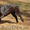 Шикарные щенки лабрадора от ИНТЕРЧЕМПИОНА - Изображение #1, Объявление #1326375