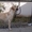 Продается элитный щенок лабрадора ретривера - Изображение #6, Объявление #1339164