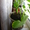 Продаю комнатные растения в ассортименте - Изображение #6, Объявление #1344264