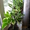 Продаю комнатные растения в ассортименте - Изображение #7, Объявление #1344264
