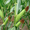 Семена Кукуруза для посева,  Гибрид F1 #1362979