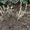маточные кусты шиповника Индика для подвоя роз - Изображение #1, Объявление #1378006