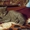 Продам котят скоттиш-страйт - Изображение #1, Объявление #1373954