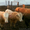 Живой скот: быки,  коровы,  нетели #1374929
