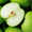 Яблочные чипсы  APPLE CHIPS - Изображение #2, Объявление #1373613