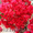 Бугенвиллия самые красивые цветы