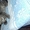 Вислоухие или фолд котята  - Изображение #3, Объявление #1405836